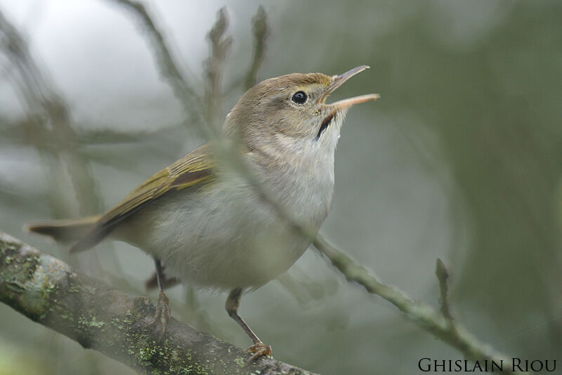 Western Bonelli's Warbler