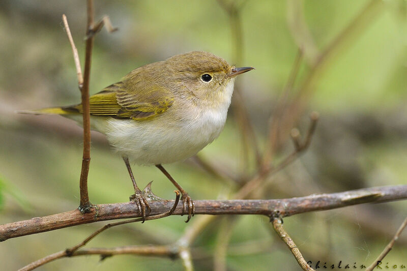 Western Bonelli's Warbler