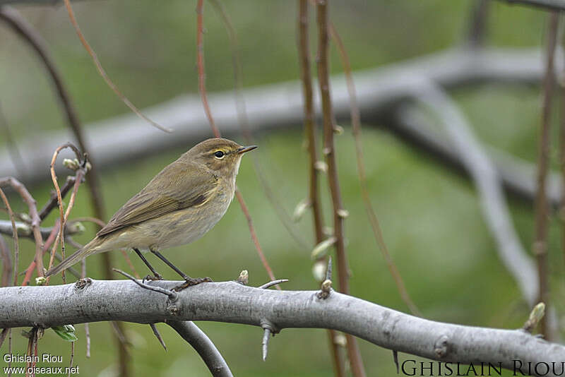 Common Chiffchaffadult, identification