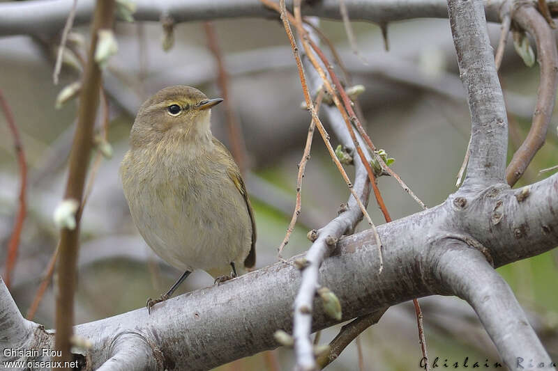 Common Chiffchaffadult, close-up portrait