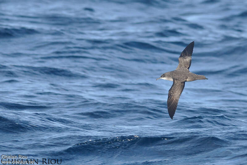 Balearic Shearwateradult, pigmentation, Flight