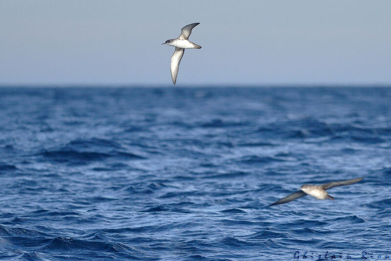 Balearic Shearwater