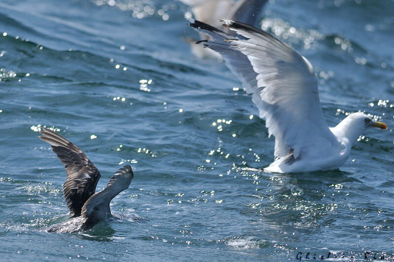 Balearic Shearwater, fishing/hunting, eats