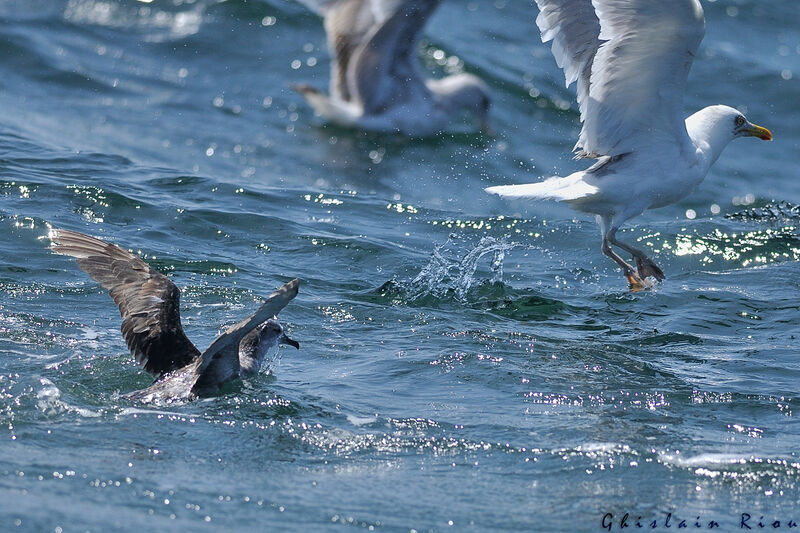 Balearic Shearwater, fishing/hunting, eats