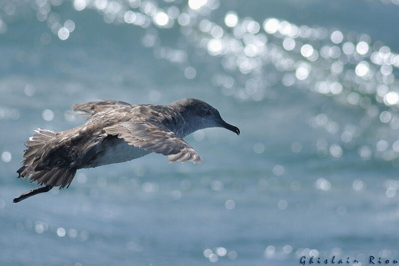 Balearic Shearwater