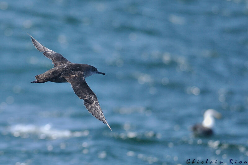 Balearic Shearwater