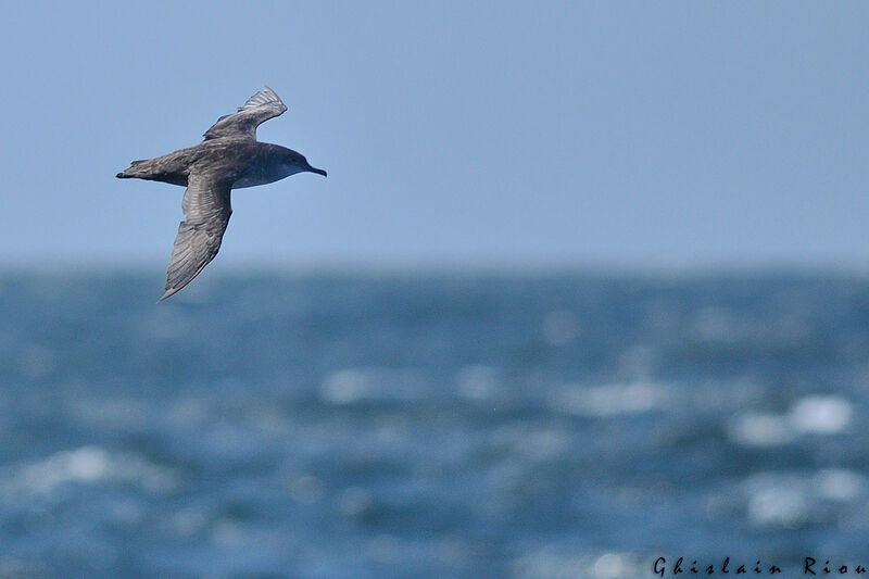 Balearic Shearwater