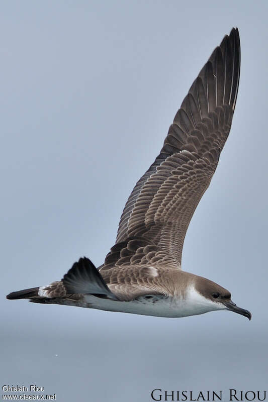 Great Shearwater, close-up portrait, Flight