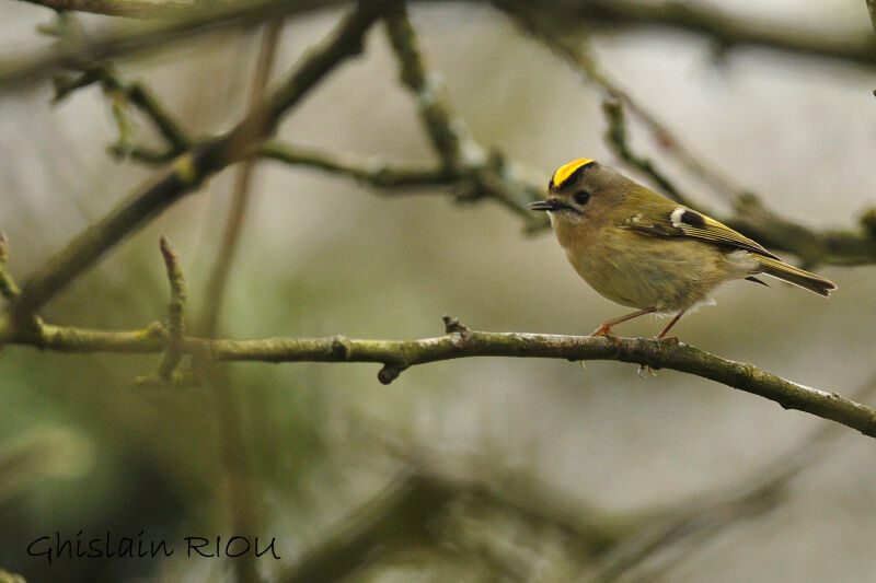 Goldcrest