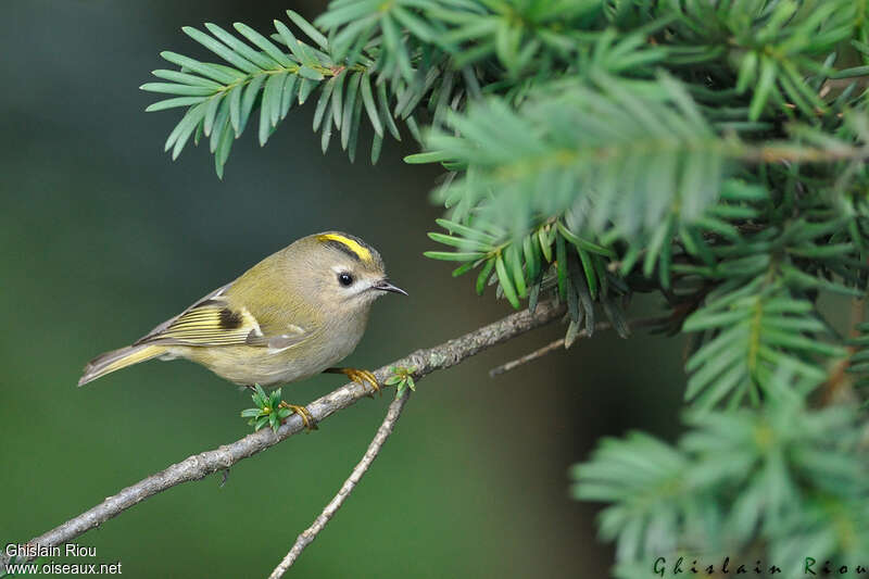 Goldcrest female adult breeding