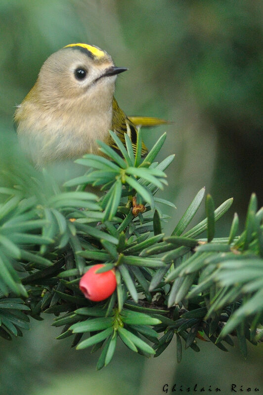 Goldcrest