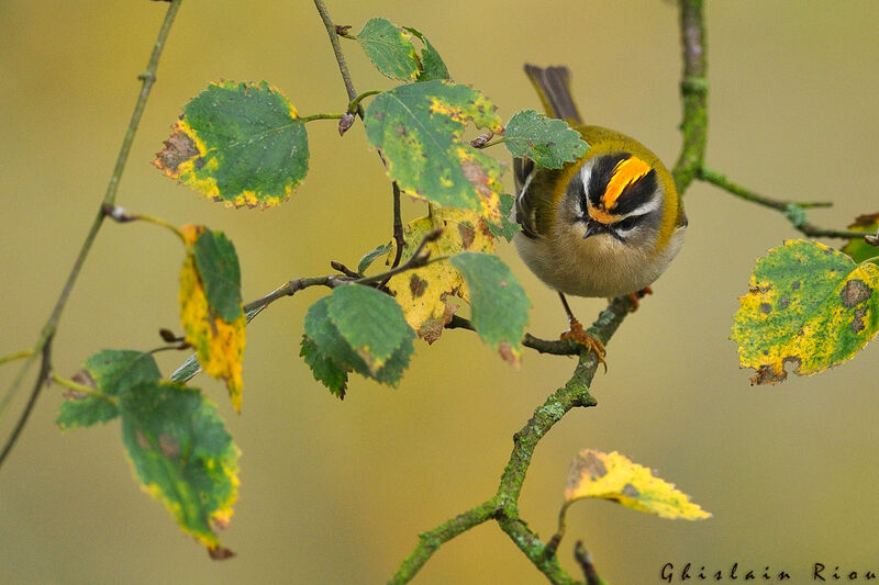 Common Firecrest male First year