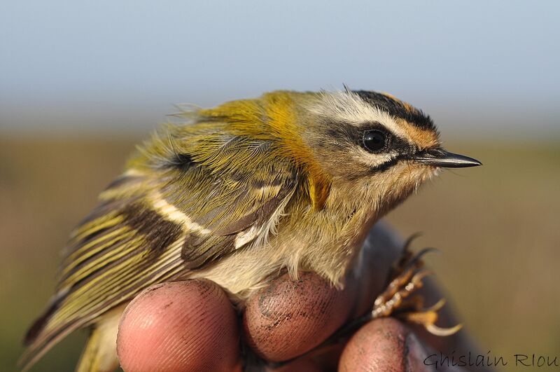 Common Firecrest male