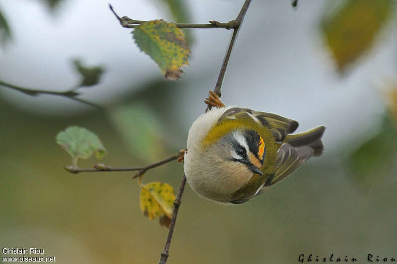 Common Firecrest male adult, pigmentation, Behaviour