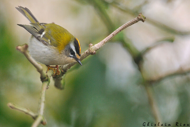 Common Firecrest male First year