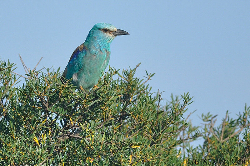 European Roller