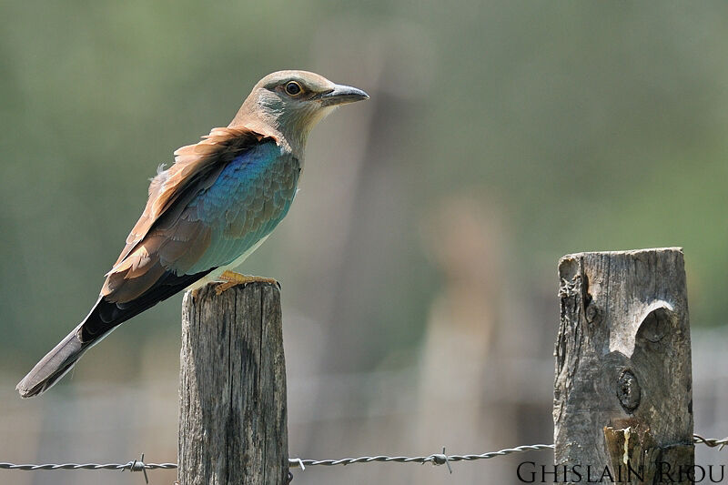 European Rollerjuvenile