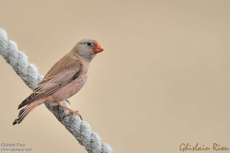 Trumpeter Finch male adult