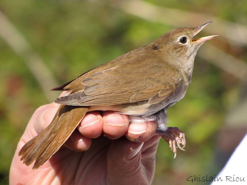 Common Nightingale