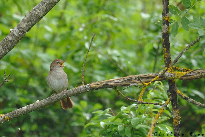 Common Nightingale male