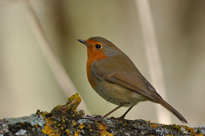 European Robin