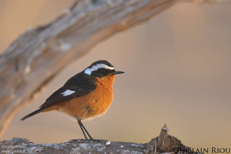 Moussier's Redstart male adult, identification