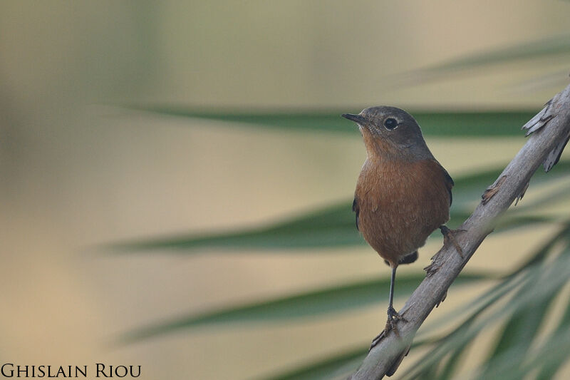 Moussier's Redstart female