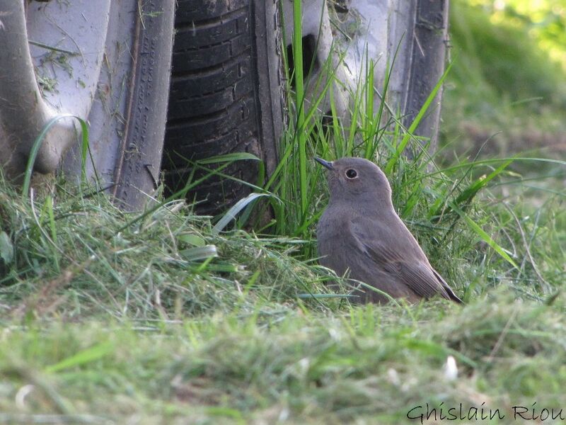 Black RedstartFirst year