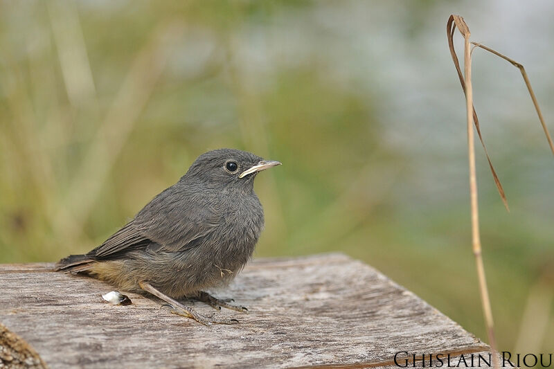 Black Redstartjuvenile