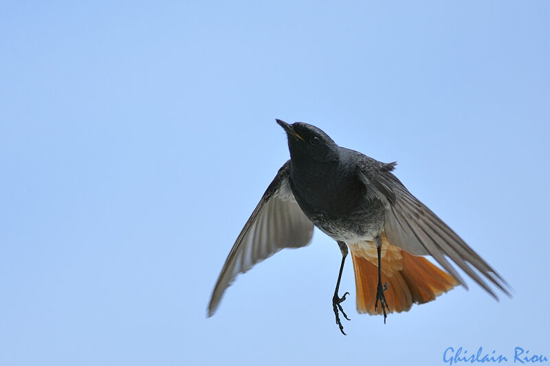 Black Redstart male adult