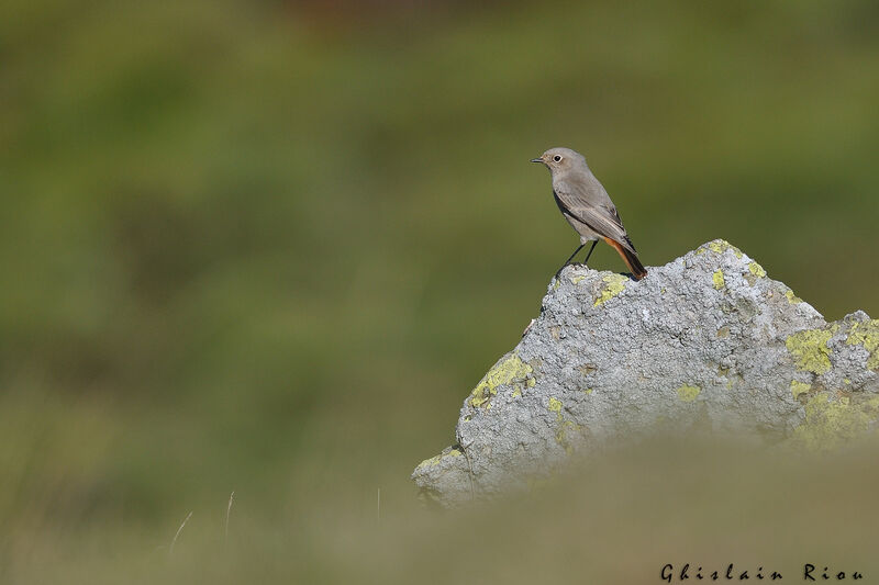 Black RedstartFirst year