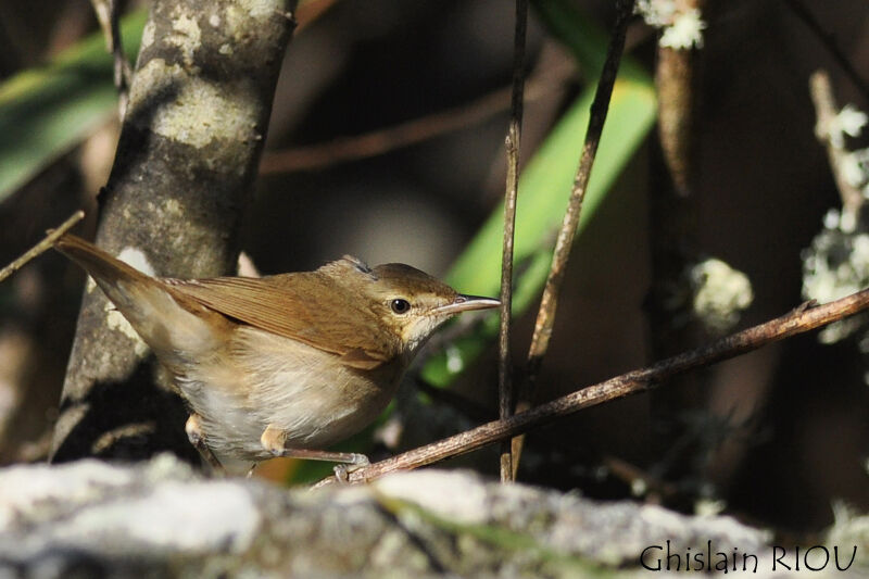 Blyth's Reed Warbler