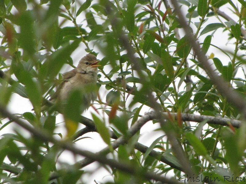 Marsh Warbler male adult