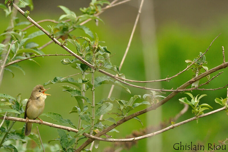 Marsh Warbler