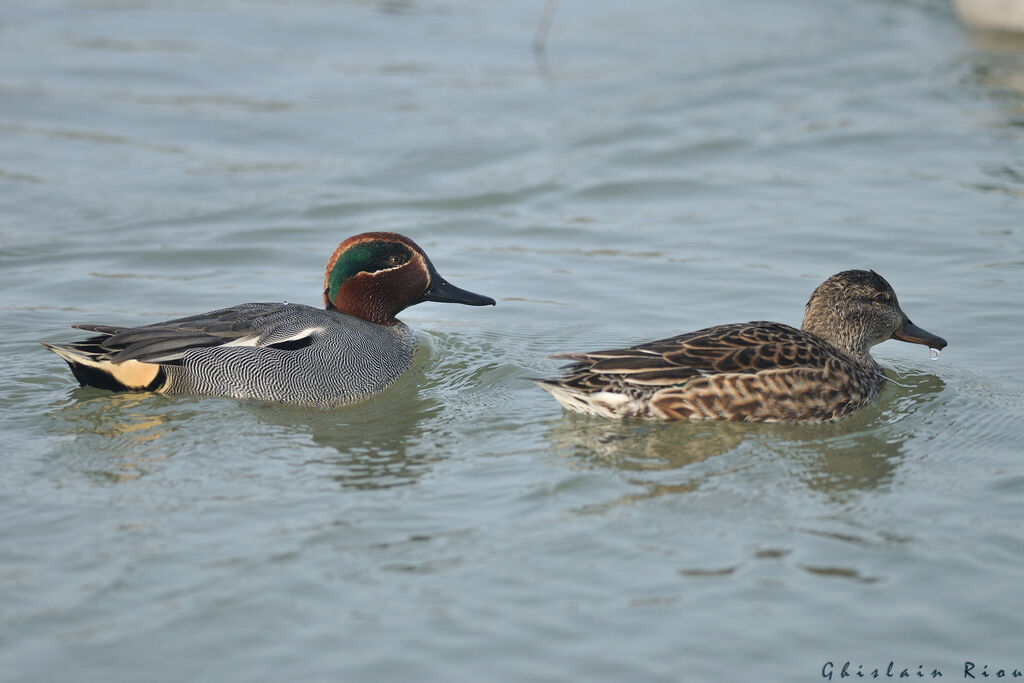 Sarcelle d'hiveradulte