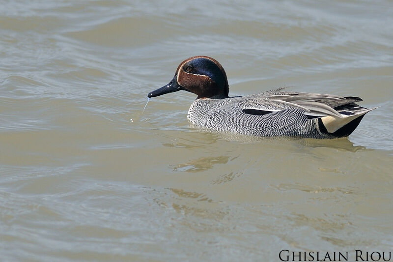 Eurasian Teal male adult