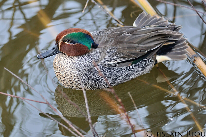 Eurasian Teal male