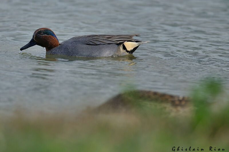 Eurasian Teal male