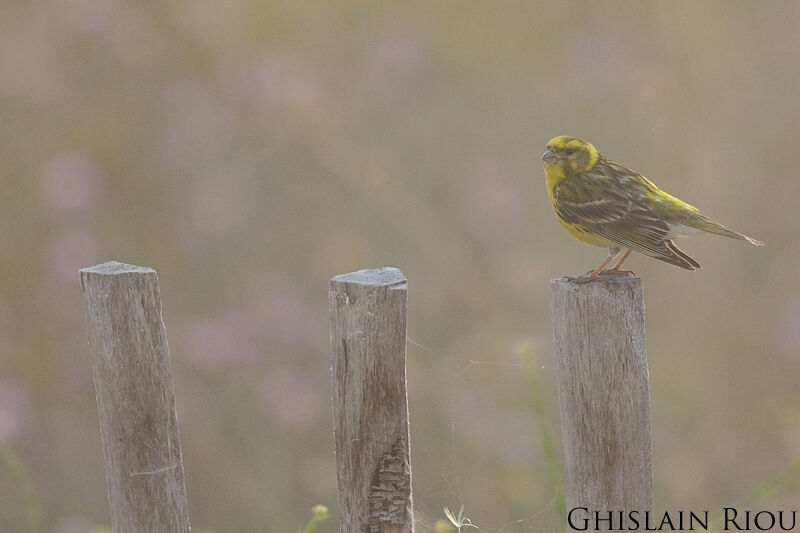 Serin cini