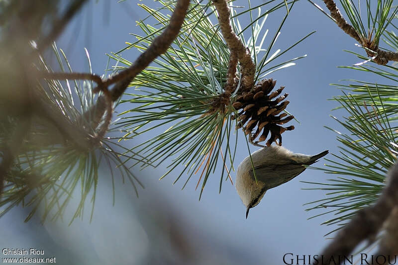 Corsican Nuthatchadult, Behaviour