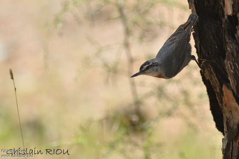 Krüper's Nuthatch, identification