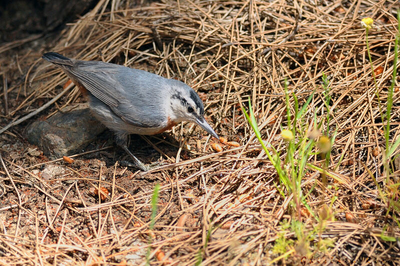 Krüper's Nuthatch