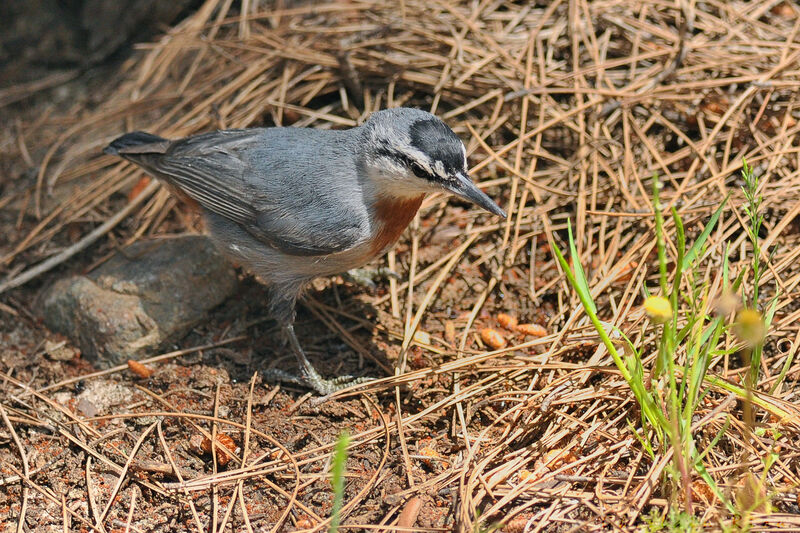 Krüper's Nuthatch