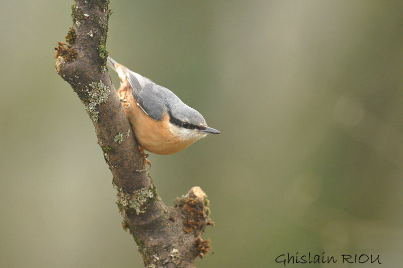 Eurasian Nuthatch male