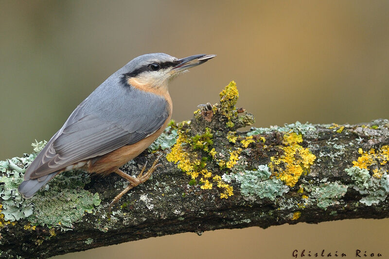 Eurasian Nuthatch