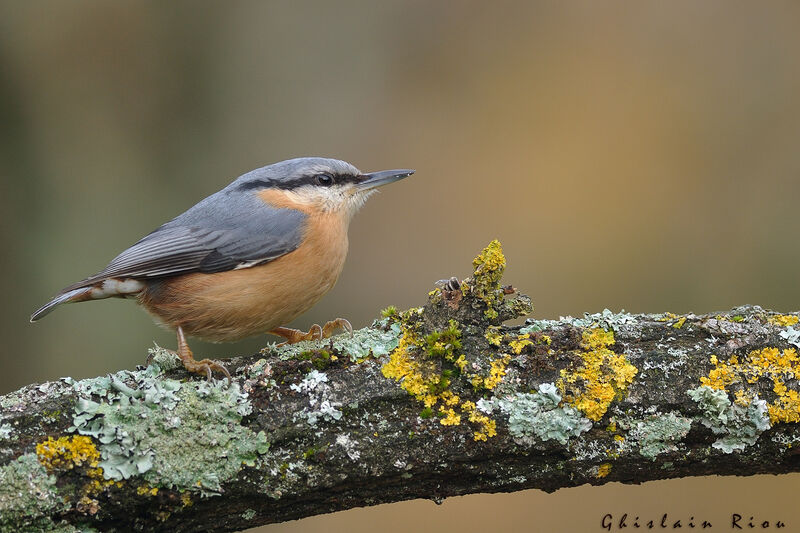 Eurasian Nuthatch