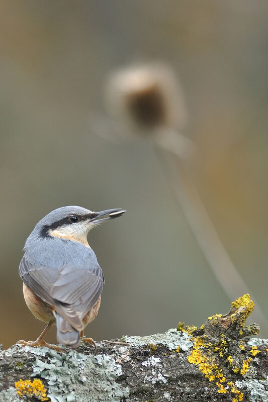 Eurasian Nuthatch