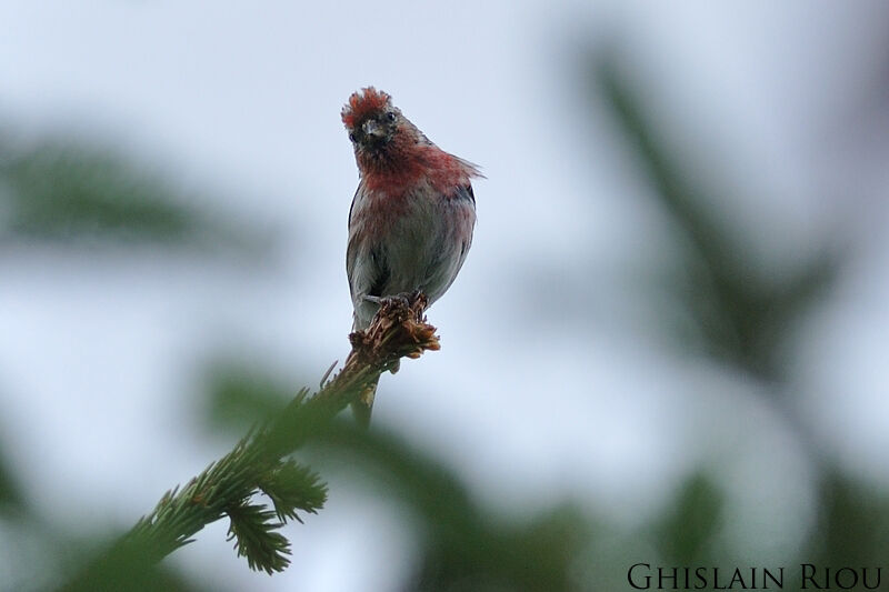 Redpoll (cabaret) male adult