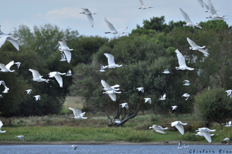 Eurasian Spoonbill, Flight