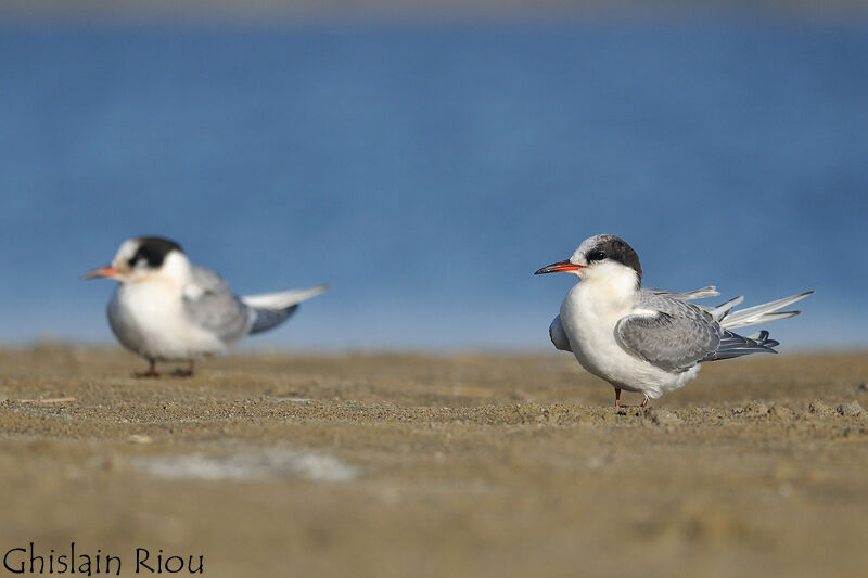 Arctic Tern